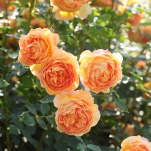 Trandafir urcator Orange, 120-200 cm - 1 bucata