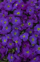 Aubrieta mov - ghiveci - Img 9