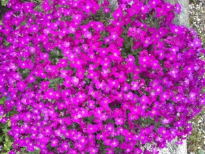 Aubrieta roz burgundy - ghiveci