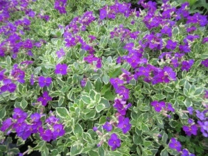 Aubrieta Variegata Dr. Mules - ghiveci