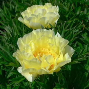 Bujor Paeonia 'Bartzella' (Itoh)