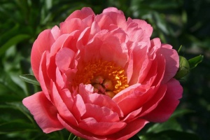 Bujor Paeonia 'Pink Hawaiian Coral' - Img 2
