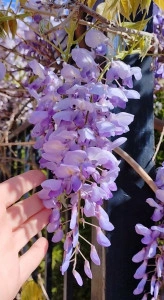 Glicina/Wisteria mov - ghiveci