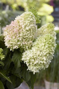 Hydrangea (Hortensia) paniculata 'Little Fresco' - ghiveci
