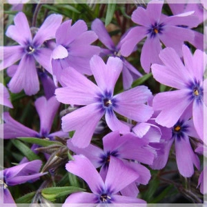Phlox subulata Purple Beauty - ghiveci