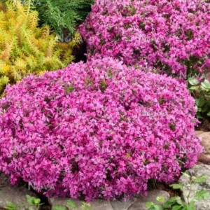 Phlox subulata roz 