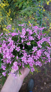 Phlox subulata roz deschis Little Kiss - ghiveci