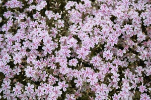 Phlox subulata roz pal