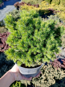 Picea glauca Alberta Globe - ghiveci 45 cm