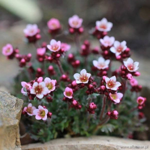 Saxifraga Appleblossom - ghiveci