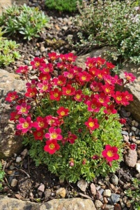 Saxifraga Carpet Purple Robe - ghiveci