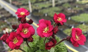 Saxifraga roșie  
