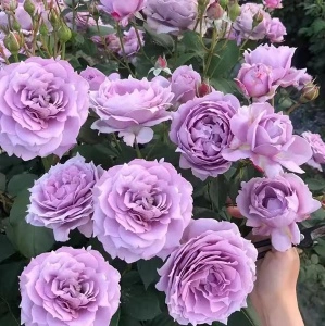 Trandafir floribunda Lavanda, 30-40 cm - 1 bucata
