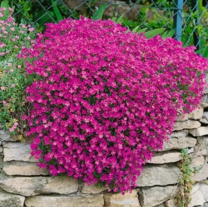 Aubrieta roz burgundy - ghiveci