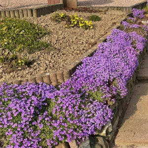 Aubrieta Variegata Dr. Mules - ghiveci