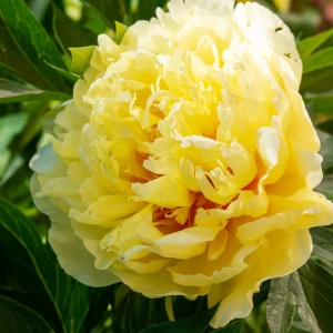 Bujor Paeonia 'Bartzella' (Itoh)