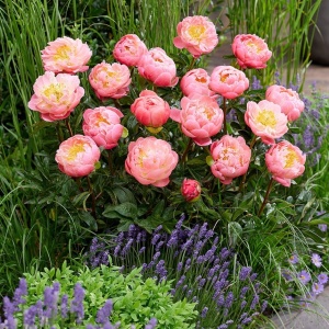 Bujor Paeonia 'Pink Hawaiian Coral' - Img 3