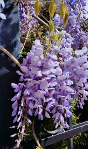 Glicina/Wisteria mov - ghiveci
