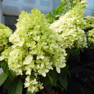 Hydrangea (Hortensia) paniculata 'Little Fresco' - ghiveci