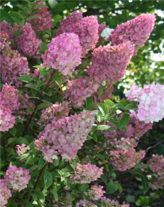 Hydrangea (Hortensia) paniculata 'Sundae Fraise' - ghiveci