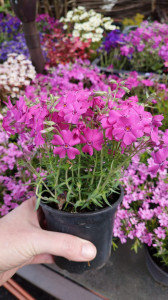 Phlox subulata ciclam - ghiveci