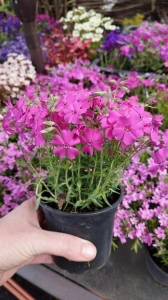 Phlox subulata ciclam - ghiveci
