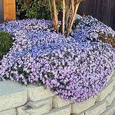 Phlox subulata Purple Beauty - ghiveci