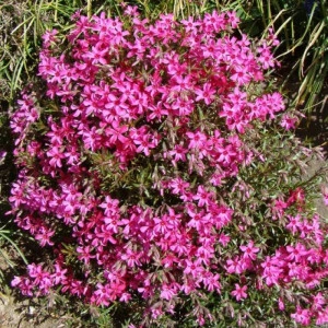 Phlox roșu ciclam - ghiveci