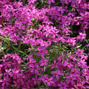 Phlox subulata roz 