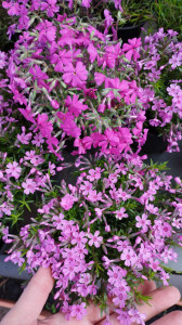 Phlox subulata roz deschis Little Kiss - ghiveci