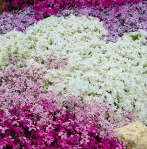 Phlox subulata roz pal