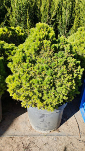 Picea glauca Alberta Globe - ghiveci 45 cm