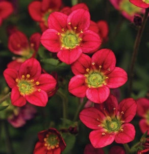 Saxifraga roșie - ghiveci
