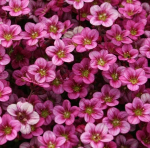 Saxifraga roșie 