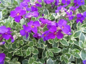 Aubrieta Variegata Dr. Mules - ghiveci