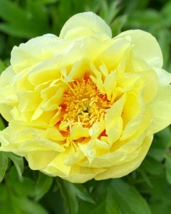 Bujor Paeonia 'Bartzella' (Itoh)