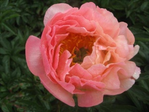 Bujor Paeonia 'Pink Hawaiian Coral' - Img 4