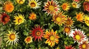 Gazania - set de 5 ghivece (mix de culori)