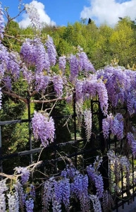 Glicina/Wisteria mov - ghiveci