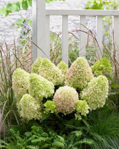 Hydrangea (Hortensia) paniculata 'Little Fresco' - ghiveci