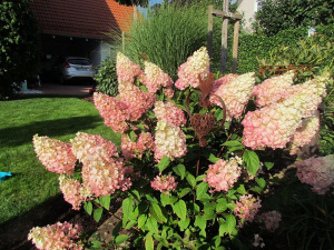 Hydrangea (Hortensia) paniculata 'Sundae Fraise' - ghiveci