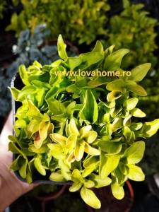 Oregano galben - ghiveci