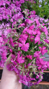 Phlox subulata ciclam - ghiveci