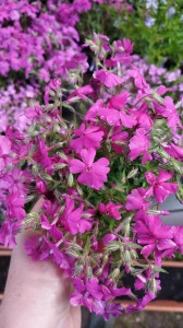 Phlox subulata ciclam - ghiveci