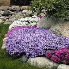 Phlox subulata Purple Beauty - ghiveci