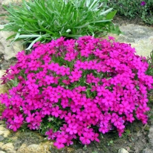 Phlox subulata roșu ciclam - ghiveci