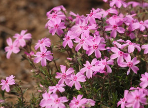Phlox subulata roz 