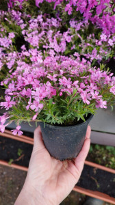 Phlox subulata roz deschis Little Kiss - ghiveci