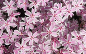 Phlox subulata roz pal