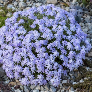 Phlox subulata XXL PURPLE BEAUTY - ghiveci